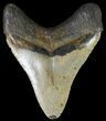 Megalodon Tooth - North Carolina #67108-2
